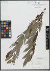 Foto von Salix viminalis L.